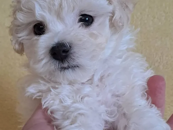 Bolonjski pas na prodaju, Novi Sad