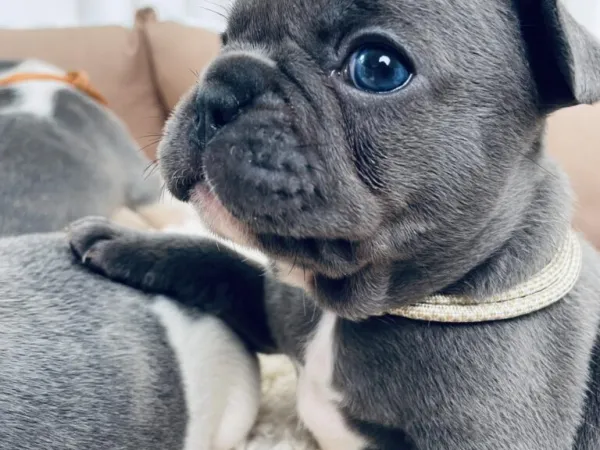 Francuski buldog na prodaju, Beograd