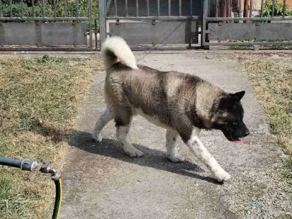 Akita na prodaju, Ruma