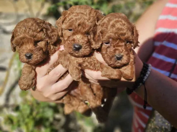 Pudla (patuljasta) na prodaju, Novi Sad