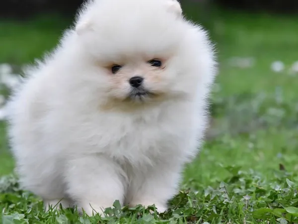 Ostalo na prodaju, Loznica