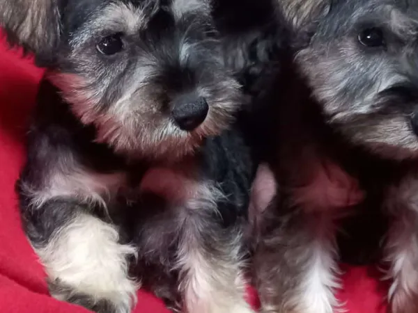 Patuljasti šnaucer na prodaju, Bačka Topola