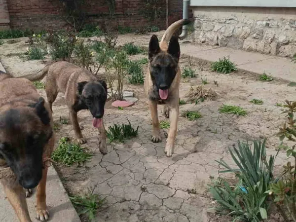 Belgijski ovčar na prodaju, Smederevo