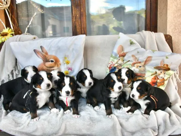 Bernski pastirski pas na prodaju, Čačak