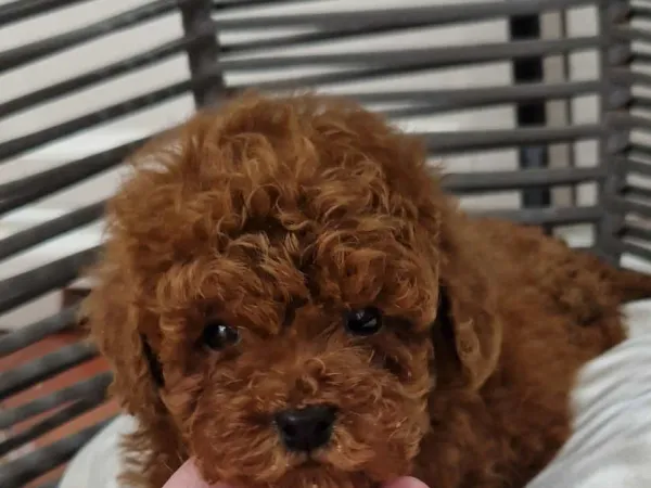 Pudla (patuljasta) na prodaju, Novi Sad