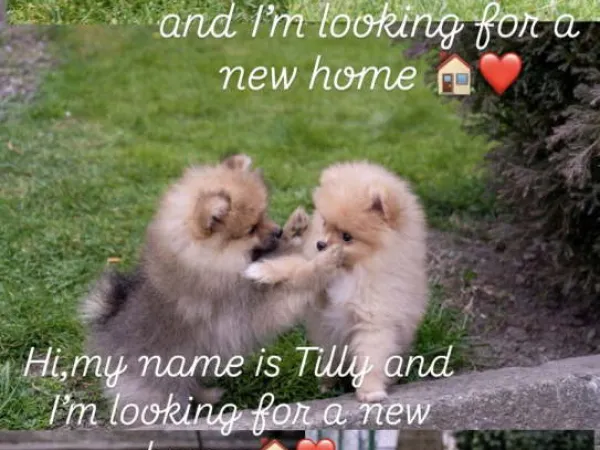 Nemački špic na prodaju, Beograd