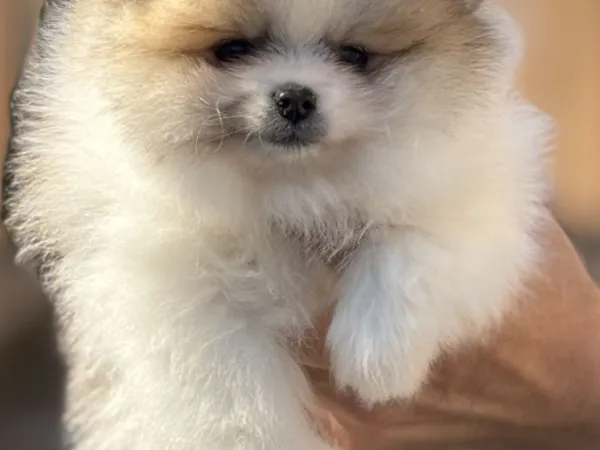 Nemački špic na prodaju, Novi Sad