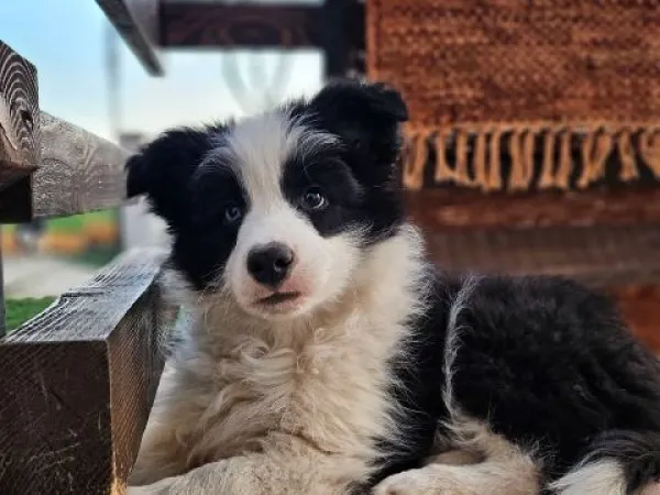 Border koli na prodaju, Valjevo