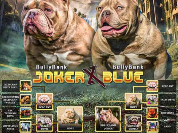 Bul terijer na prodaju, Zrenjanin