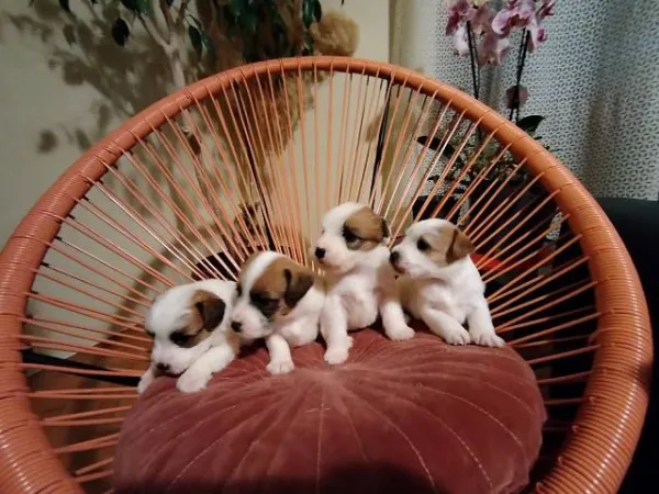 Džek raselov terijer na prodaju, Kragujevac