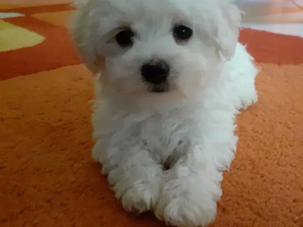 Bolonjski pas na prodaju, Novi Sad