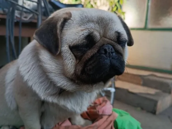 Mops (pug) na prodaju, Novi Sad