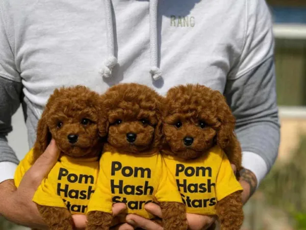 Pudla (patuljasta) na prodaju, Novi Sad