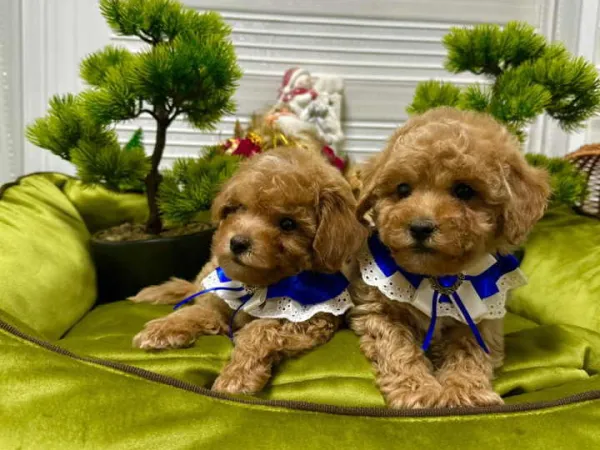 Pudla (patuljasta) na prodaju, Kraljevo