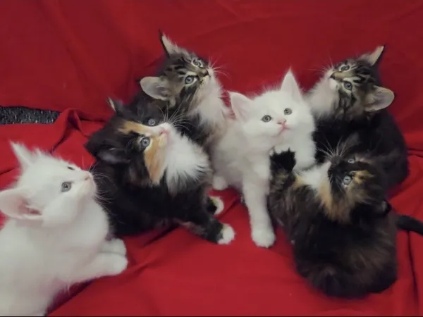 Ostalo na prodaju, Beograd Batajnica