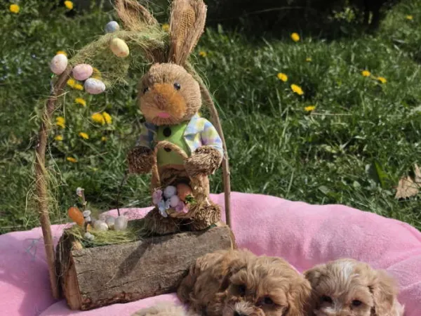 Mešanac na prodaju, Novi Sad