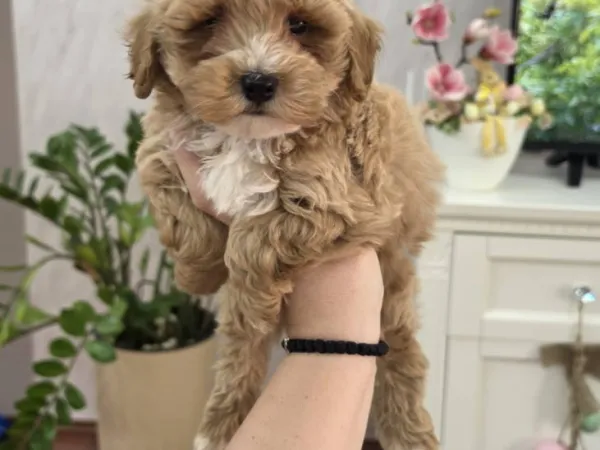 Mešanac na prodaju, Novi Sad