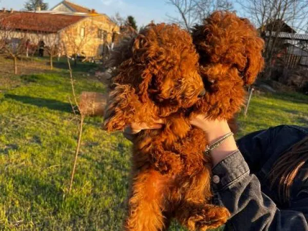 Pudla (patuljasta) na prodaju, Zrenjanin