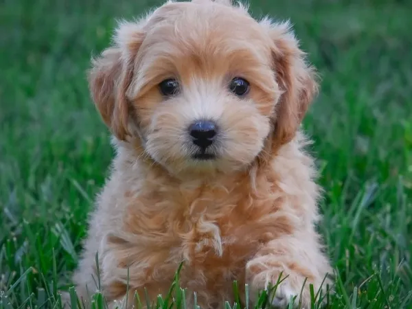 Malteški pas na prodaju, Beograd