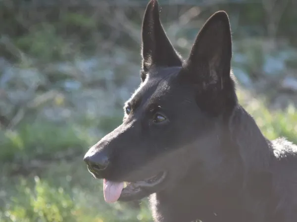 Nemački ovčar na prodaju, Beograd