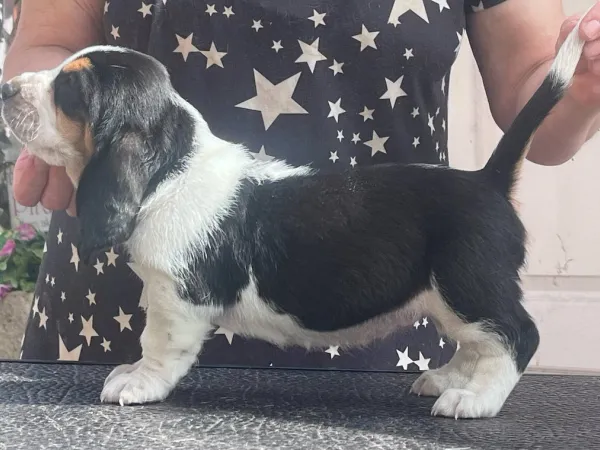 Baset na prodaju, Beograd