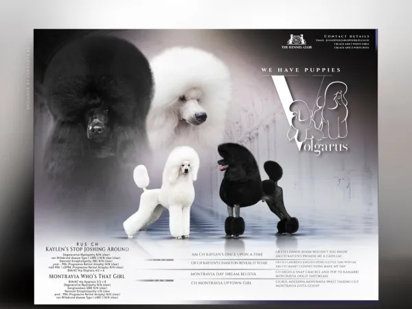 Australijski ovčar na prodaju, Bač