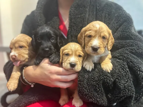 Engleski koker španijel na prodaju, Inostranstvo