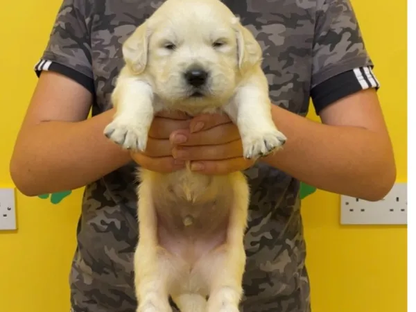 Zlatni retriver na prodaju, Kopaonik