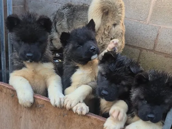 Akita na prodaju, Kovin