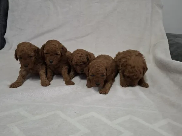 Pudla (patuljasta) na prodaju, Novi Sad