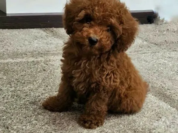 Pudla (patuljasta) na prodaju, Zrenjanin