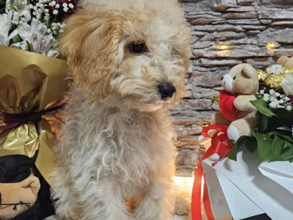 Pudla (patuljasta) na prodaju, Knić