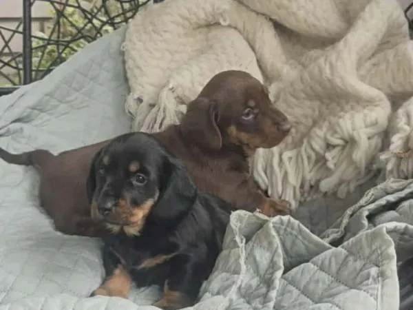 Jazavičar na prodaju, Beograd