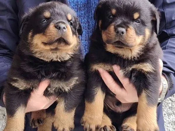 Rotvajler na prodaju, Beograd