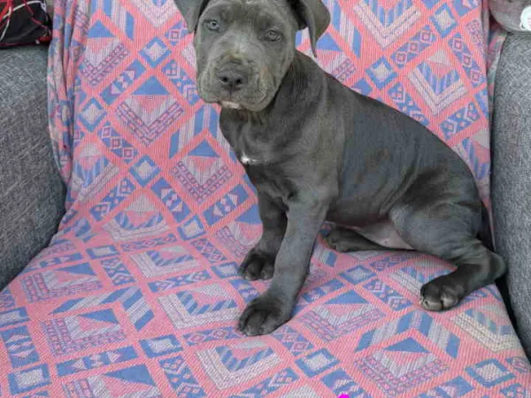 Bul terijer na prodaju, Vrnjačka Banja