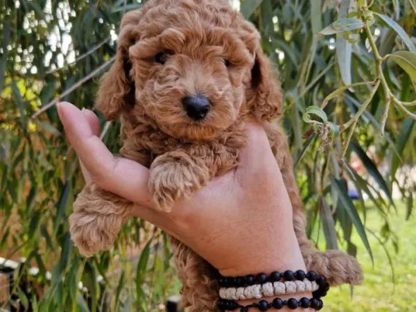 Pudla (patuljasta) na prodaju, Novi Sad