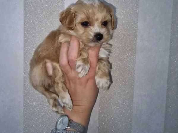 Mešanac na prodaju, Novi Sad