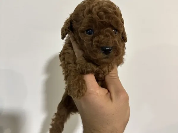 Pudla (patuljasta) na prodaju, Vrbas