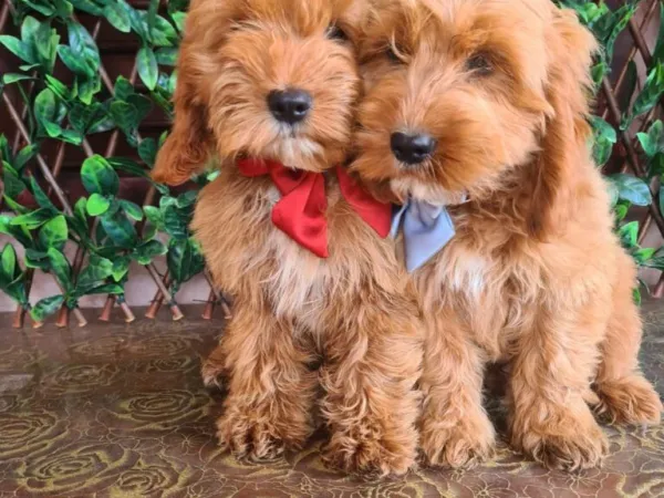 Ostalo na prodaju, Titel