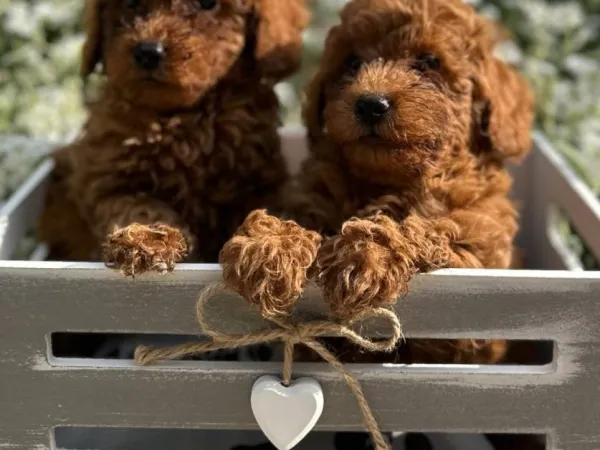 Pudla (patuljasta) na prodaju, Vrbas