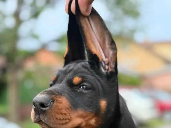 Doberman na prodaju, Novi Sad
