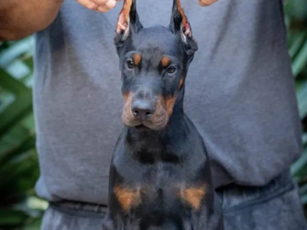Doberman na prodaju, Loznica