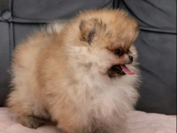 Ostalo na prodaju, Loznica