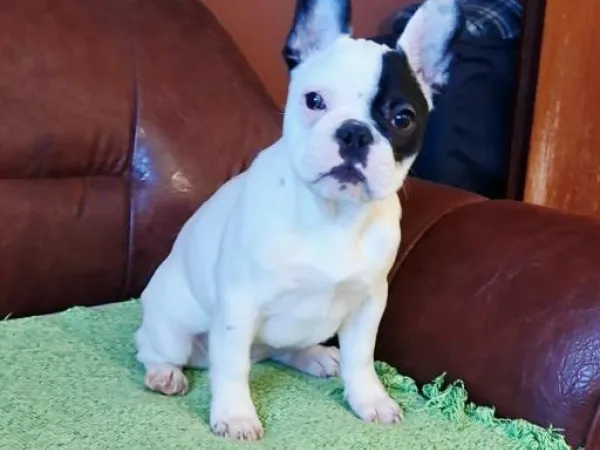 Francuski buldog na prodaju, Smederevo
