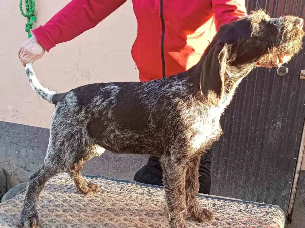 Nemački oštrodlaki ptičar na prodaju, Irig