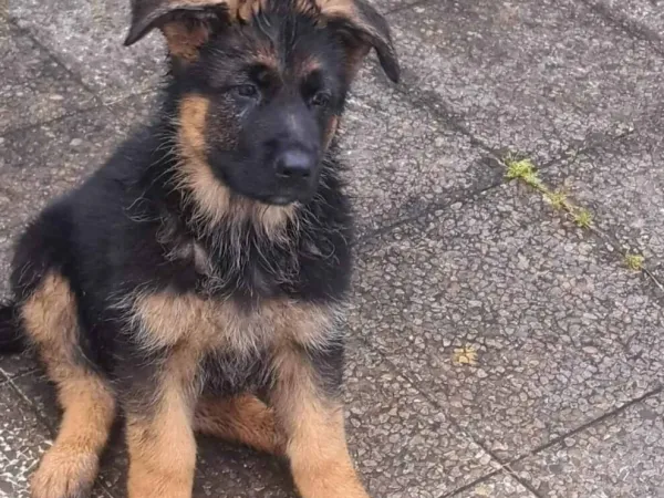 Nemački ovčar na prodaju, Beograd