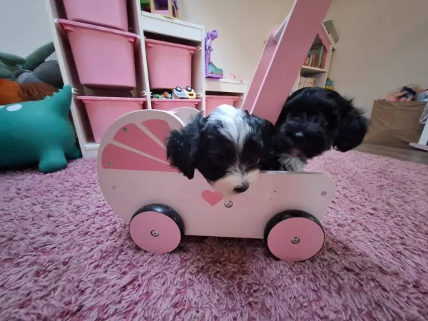 Havanski bišon na prodaju, Beograd