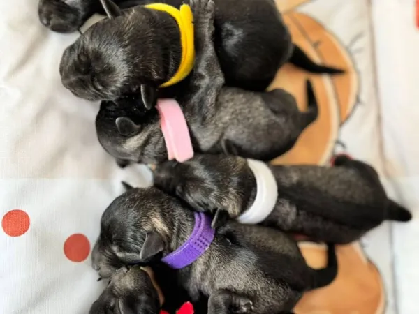 Patuljasti šnaucer na prodaju, Beograd