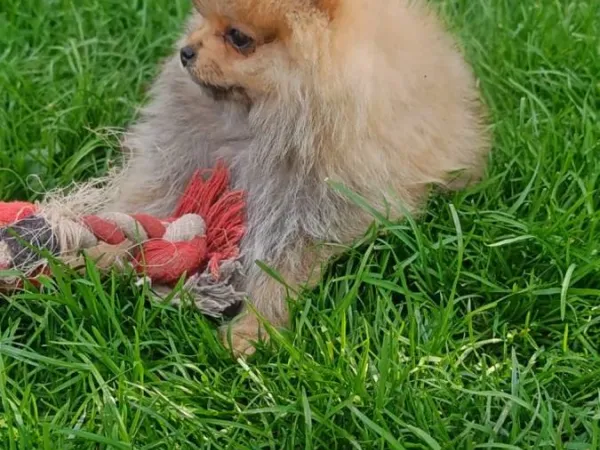 Ostalo na prodaju, Kraljevo