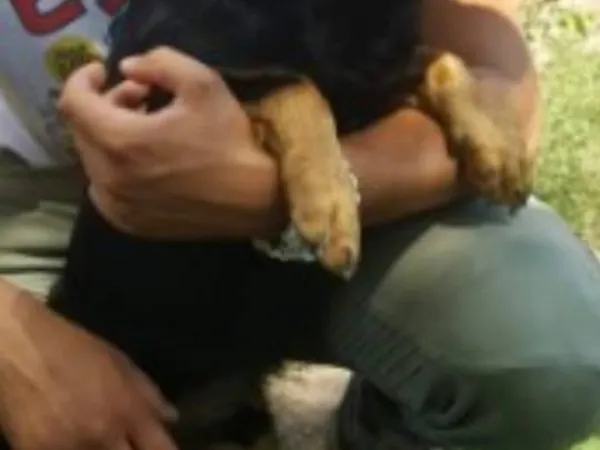 Mešanac na prodaju, Beograd Zemun